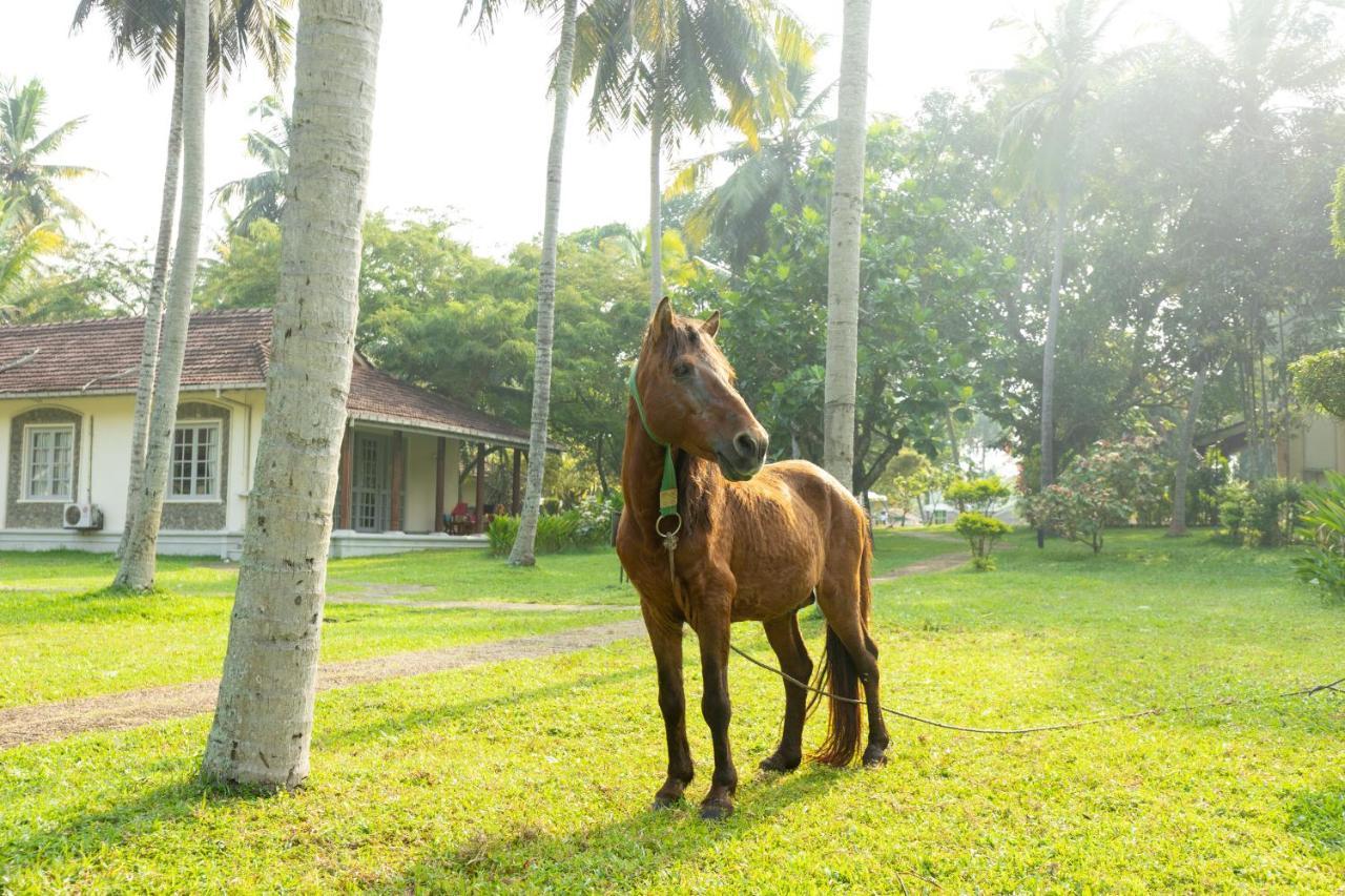 Tamarind Tree Garden Resort - Katunayake Negombo Ngoại thất bức ảnh